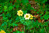 Val d'Aosta - Escursione da Bard ad Arnard. Pulsatilla Alpina.